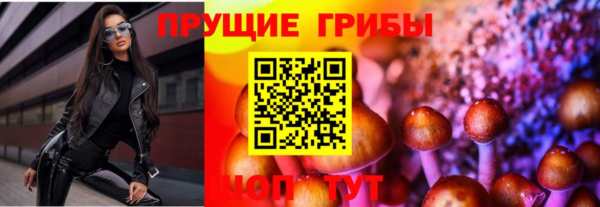 Псилоцибиновые грибы Psilocybe Гудермес